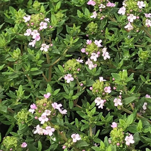 Thymus vulgaris – Kerti kakukkfű