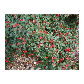   Cotoneaster sal. ’Parkteppich’ – Fűzlevelű madárbirs