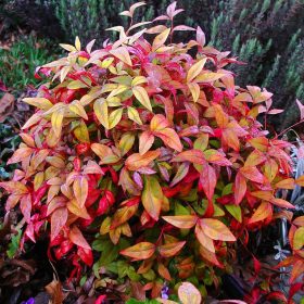 Nandina dom. ’Firepower’ – Japán szentfa