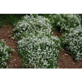 Deutzia gracilis ’Nikko’ – Törpe gyöngyvirágcserje