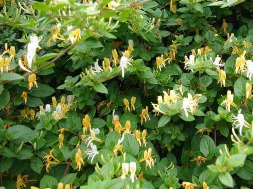 Lonicera jap. ’Halliana’ – Japánlonc