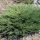 Juniperus hor. ’Andorra Compacta’ – Terülő henyeboróka