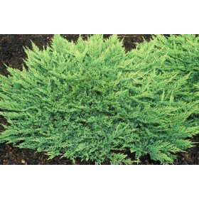 Juniperus hor. ’Prince of Wales’ – Zöld henyeboróka