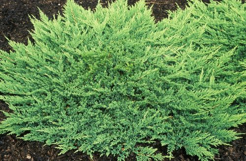 Juniperus hor. ’Prince of Wales’ – Zöld henyeboróka