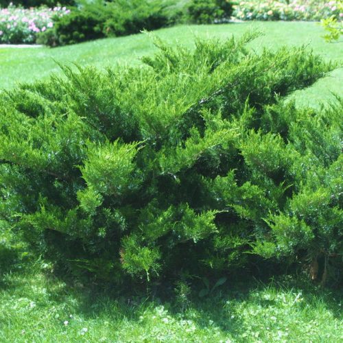 Juniperus med. ’Mint Julep’ – Zöld terülő boróka