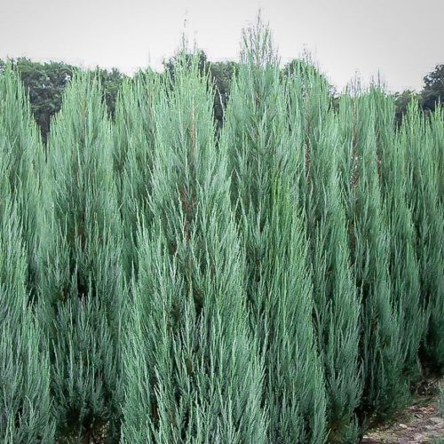 Juniperus scop. ’Blue Arrow’ – Oszlopos boróka
