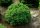 Picea abies ’Alberta Globe’ – Törpe gömb cukorsüvegfenyő