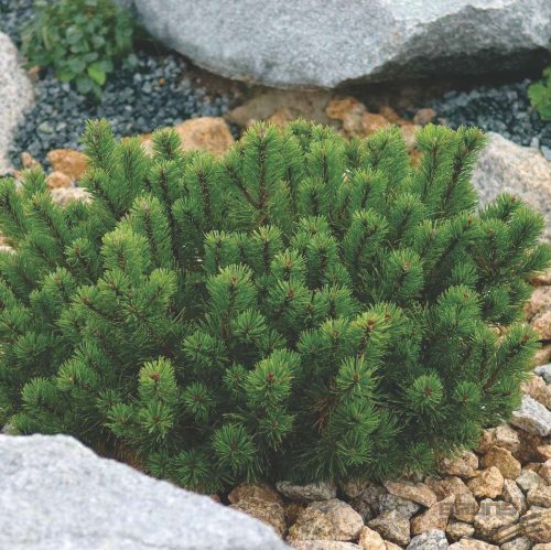 Pinus mugo var. ’Pumilio’ – Törpefenyő