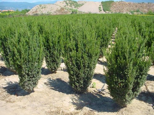 Taxus x media ’Hillii’ – Oszlopos tiszafa