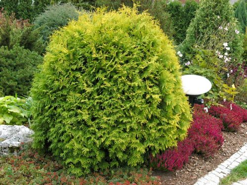 Thuja occidentalis ’Golden Globe’ – Arany gömb tuja