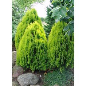 Thuja or. ’Aurea Nana’ – Sárga törpe keleti tuja