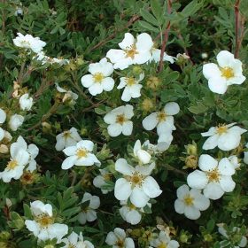 Potentilla frut. ’Abbotswood’ - Fehér virágú pimpó