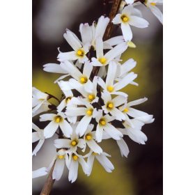 Abeliophyllum distichum – Koreai hóvessző