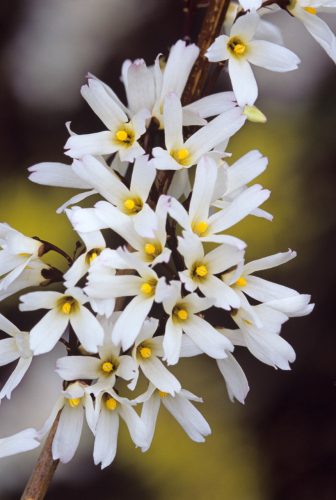 Abeliophyllum distichum – Koreai hóvessző