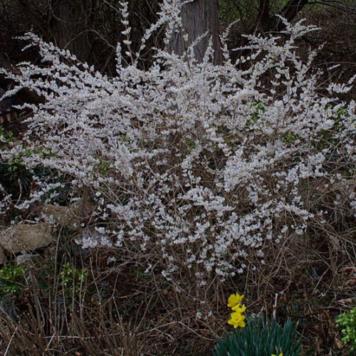 Abeliophyllum distichum – Koreai hóvessző