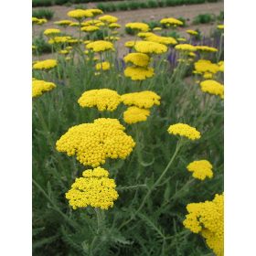 Achillea fil. ’Coronation Gold’- Közönséges cickafark