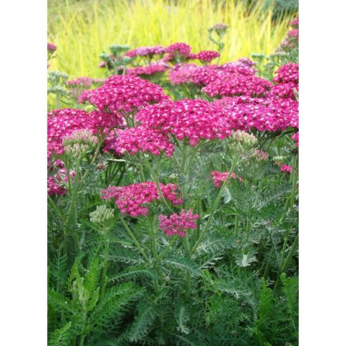 Achillea mill. ’Saucy Seduction’- Közönséges cickafark