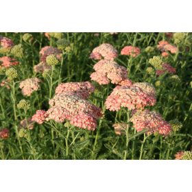 Achillea mill. ’Lachsshönheit’- Közönséges cickafark