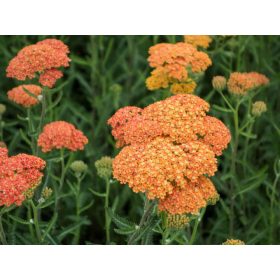 Achillea mill. ’Terracotta’ – Közönséges cickafark