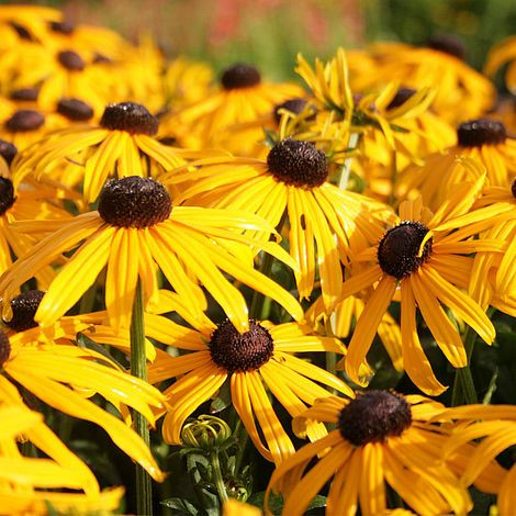 Rudbeckia fulg. ’Early Bird Gold’ – Pompás kúpvirág