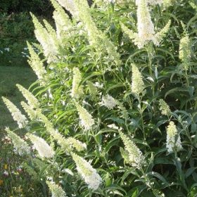   Buddleja dav. ’White Bouquet’ – Fehér virágú nyáriorgona