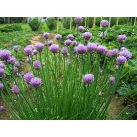 Allium shoenoprasum – Metélőhagyma