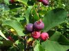 Amelanchier canadensis - Kanadai fanyarka