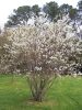 Amelanchier canadensis - Kanadai fanyarka