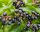 Aronia melanocarpa ’Hugin’ – Fekete berkenye
