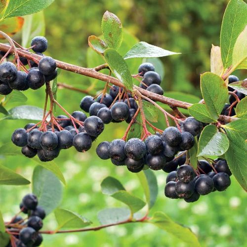 Aronia melanocarpa ’Viking’ – Fekete berkenye