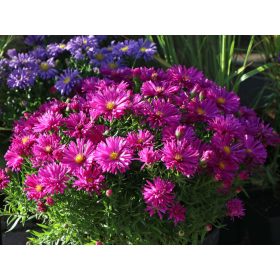 Aster dumosus ’Jenny’ – Törpe őszirózsa