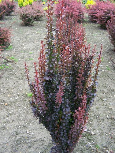 Berberis th. ’Red Rocket’ – Oszlopos vérborbolya