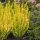 Berberis th. ’Maria’ – Sárgalevelű oszlopos borbolya