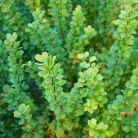 Berberis thunbergii- Japán borbolya