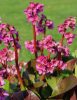 Bergenia ’Bressingham Ruby’ – Bőrlevél