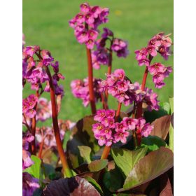 Bergenia ’Bressingham Ruby’ – Bőrlevél