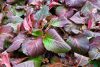 Bergenia ’Bressingham Ruby’ – Bőrlevél