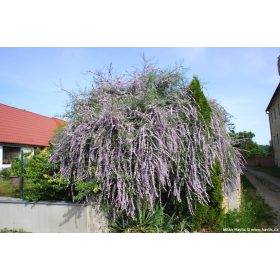 Buddleja alternifolia – Korai nyáriorgona