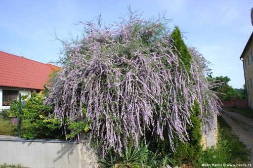 Buddleja alternifolia – Korai nyáriorgona
