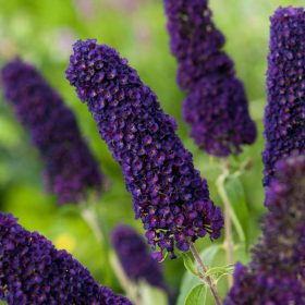   Buddleja dav. ’Black Knight’ – Sötétlila nyáriorgona