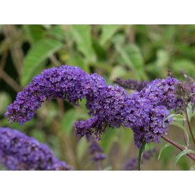   Buddleja dav. ’Nahno Blue’ – Törpe, kékvirágú nyáriorgona