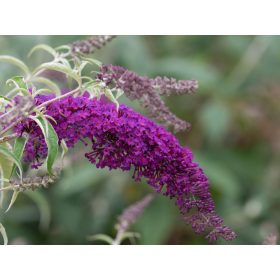   Buddleja dav. ’Nahno Purple’ – Törpe, lilavirágú nyáriorgona