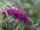 Buddleja dav. ’Nahno Purple’ – Törpe, lilavirágú nyáriorgona