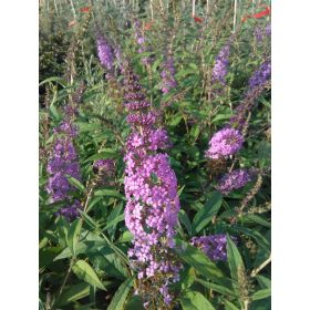   Buddleja 'Reve de Papillon' – Rózsaszín nagyvirágú nyáriorgona