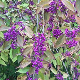 Callicarpa x bod. ’Profusion’ – Kínai lilabogyó
