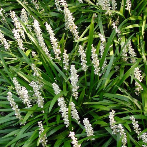 Liriope muscari ’Monroe White’ – Gyöngyikés gyepliliom