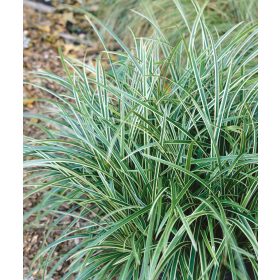 Carex fol. ’Ice Dance’ – Tarka sás