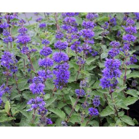 Caryopteris incana 
