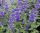 Caryopteris incana 