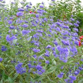  Caryopteris x cland. ’Kew Blue’ – Sötétkék virágú kékszakáll